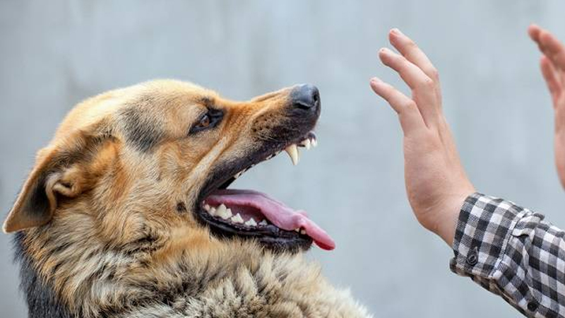 Rabies: Gejala dan Pencegahan untuk Hewan Peliharaan dari PAFI Ciamis